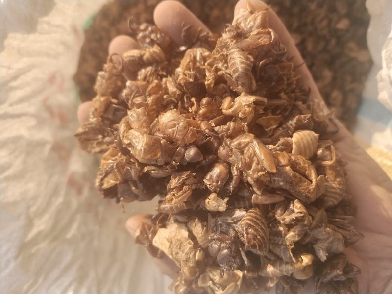 水洗大蝉蜕（碎），非常干净！需要的老板请联系，量大优惠