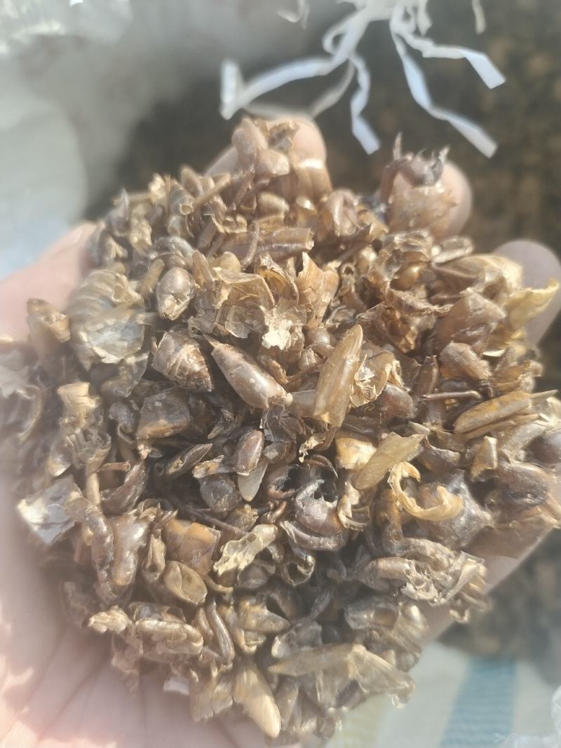 水洗大蝉蜕（碎），非常干净！需要的老板请联系，量大优惠