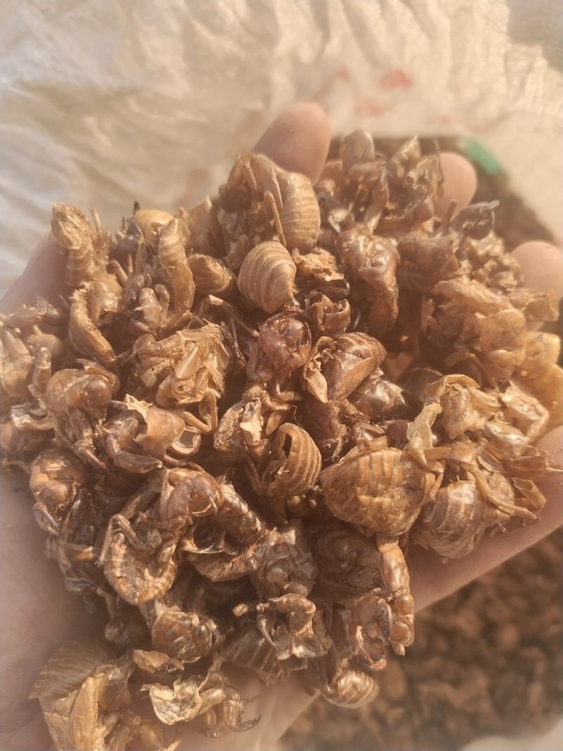 水洗大蝉蜕（碎），非常干净！需要的老板请联系，量大优惠