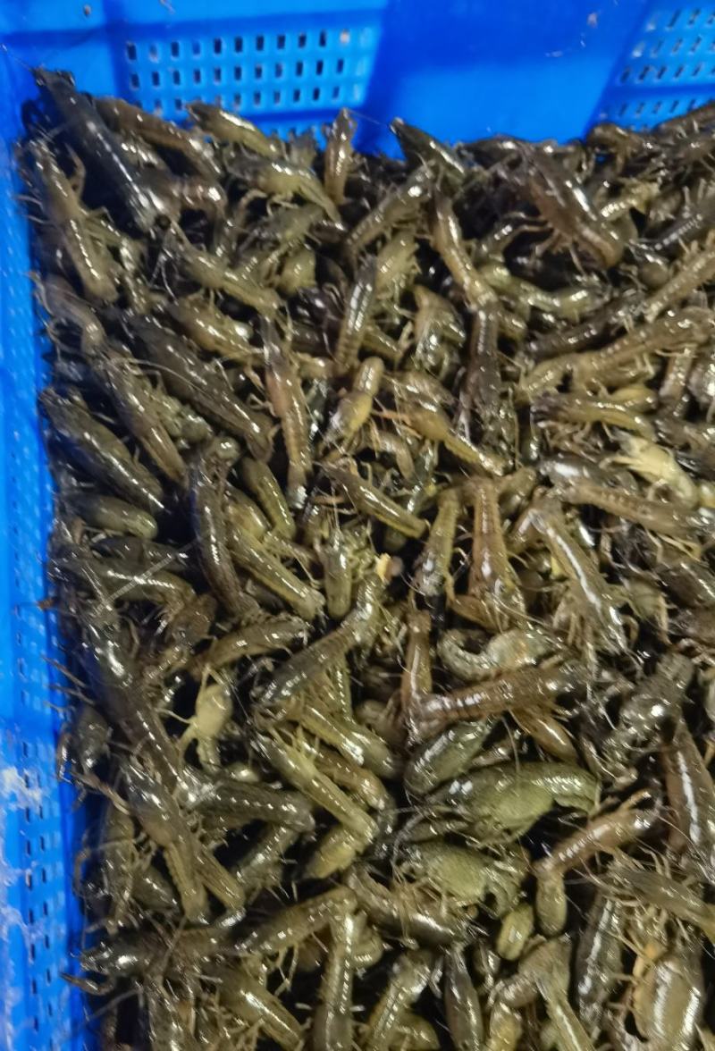 小龙虾苗，种苗，养殖技术免费指导，育苗基地直发货成活率有