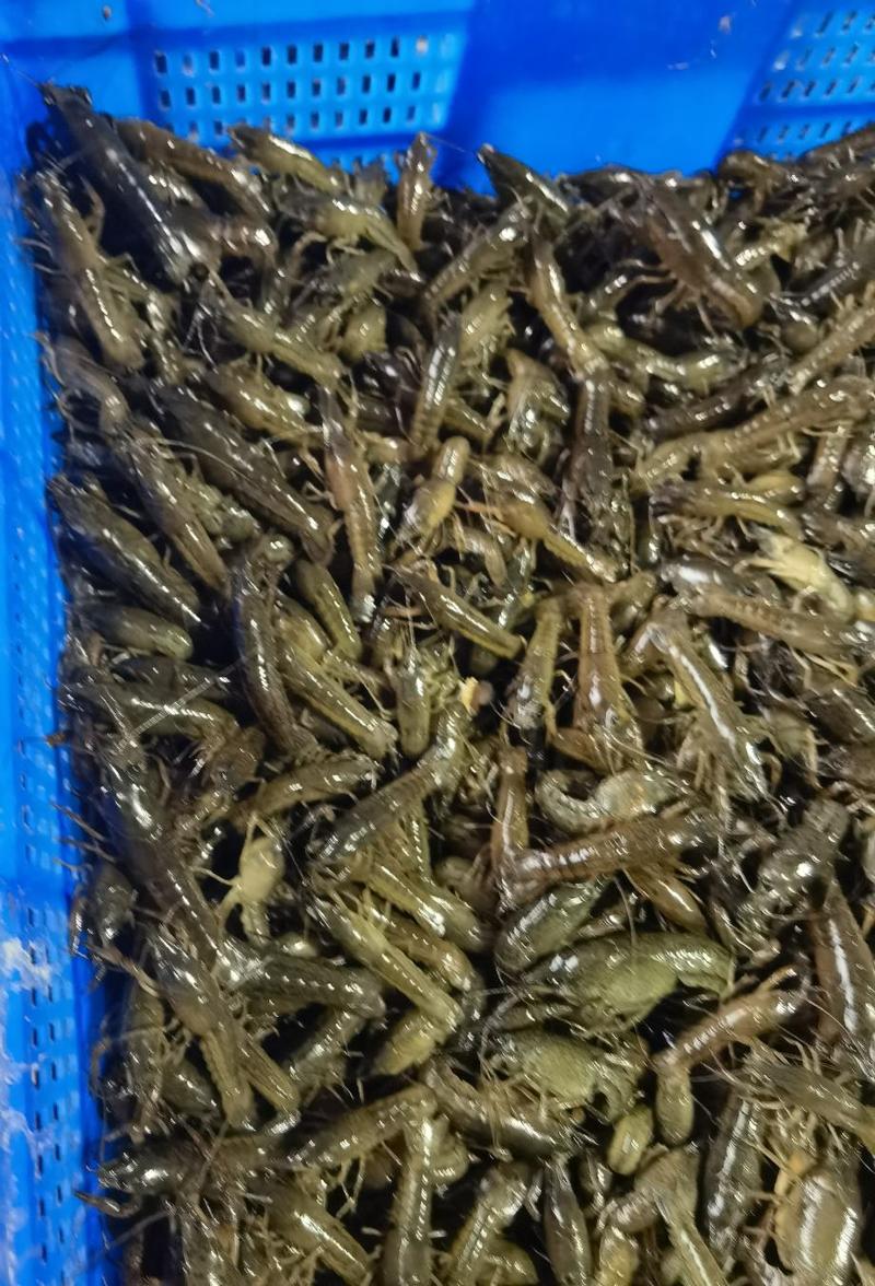 小龙虾苗种苗，养殖技术指导，原塘口基地直发货，成活率有保