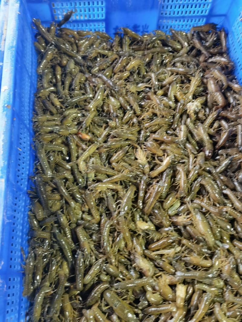 小龙虾苗种苗，养殖技术指导，原塘口基地直发货成活率有保