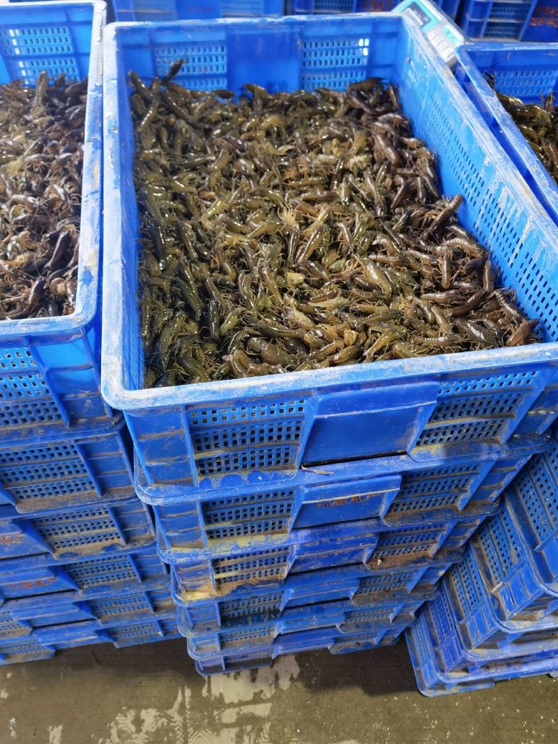 小龙虾苗种苗，养殖技术指导，原塘口基地直发货成活率有保