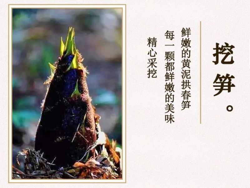 笋干