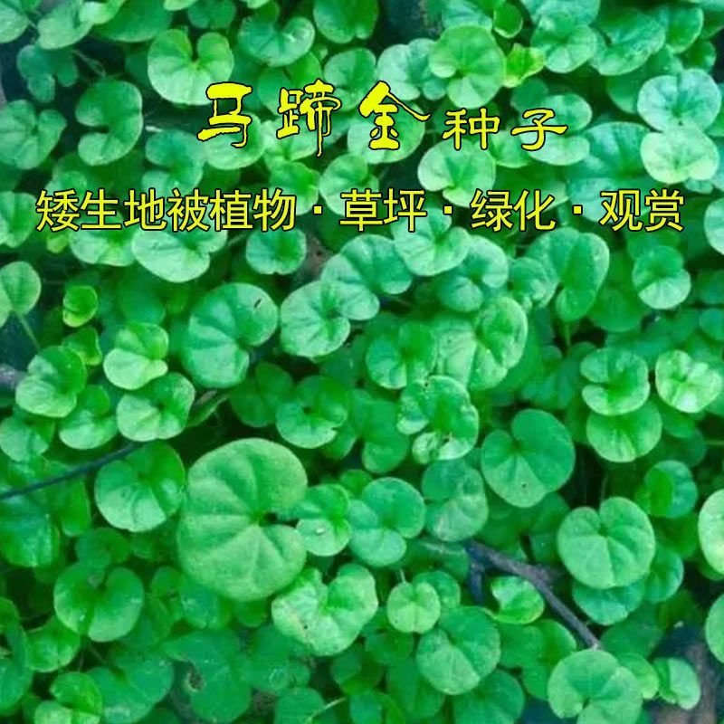 马蹄金种子马蹄金草坪种子草籽马蹄筋别名金钱草铜