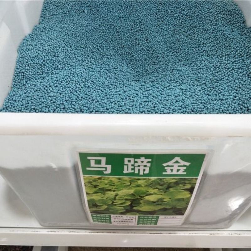 马蹄金种子马蹄金草坪种子草籽马蹄筋别名金钱草铜