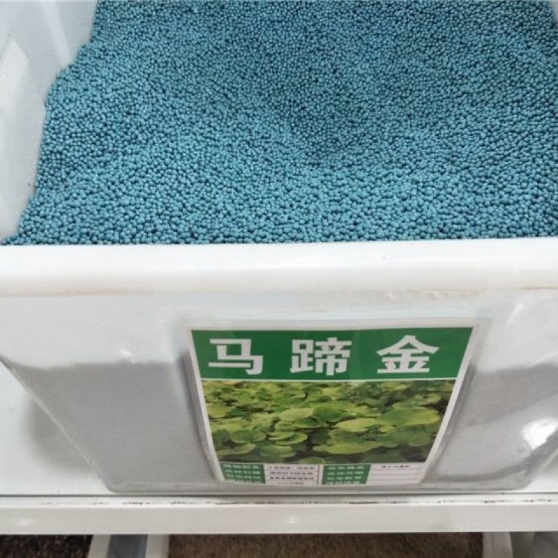 马蹄金种子马蹄金草坪种子草籽马蹄筋别名金钱草铜