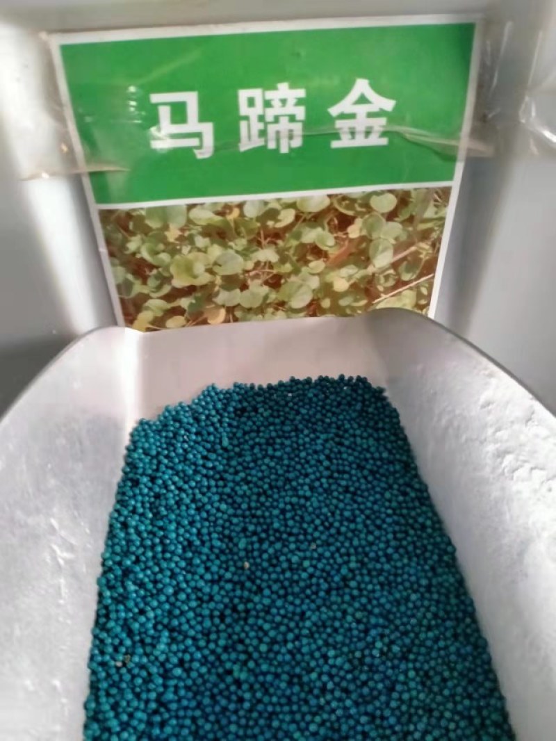 马蹄金种子马蹄金草坪种子草籽马蹄筋别名金钱草铜