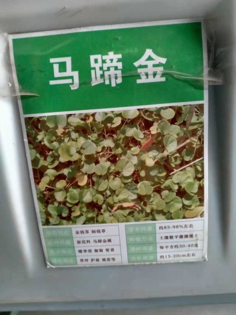 马蹄金种子马蹄金草坪种子草籽马蹄筋别名金钱草铜