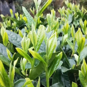 湖南宜章莽山高山云雾绿茶，红茶。野山茶。