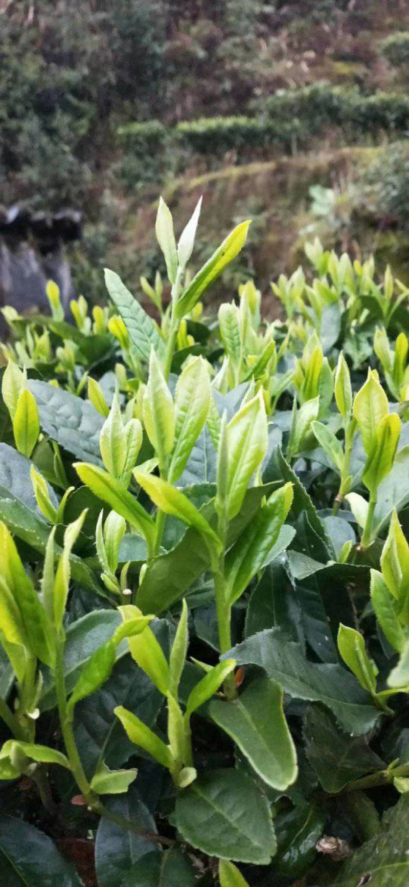 湖南宜章莽山高山云雾绿茶，红茶。野山茶。
