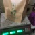 湖南宜章莽山高山云雾绿茶，红茶。野山茶。