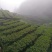 湖南宜章莽山高山云雾绿茶，红茶。野山茶。