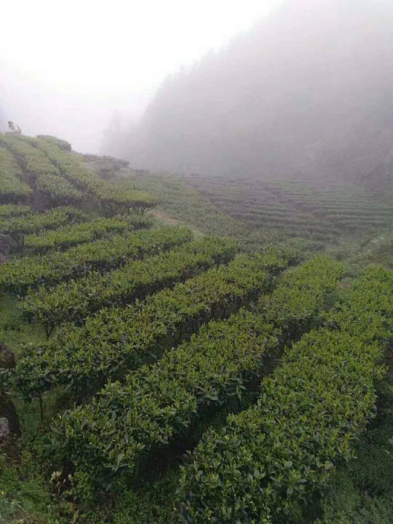 湖南宜章莽山高山云雾绿茶，红茶。野山茶。