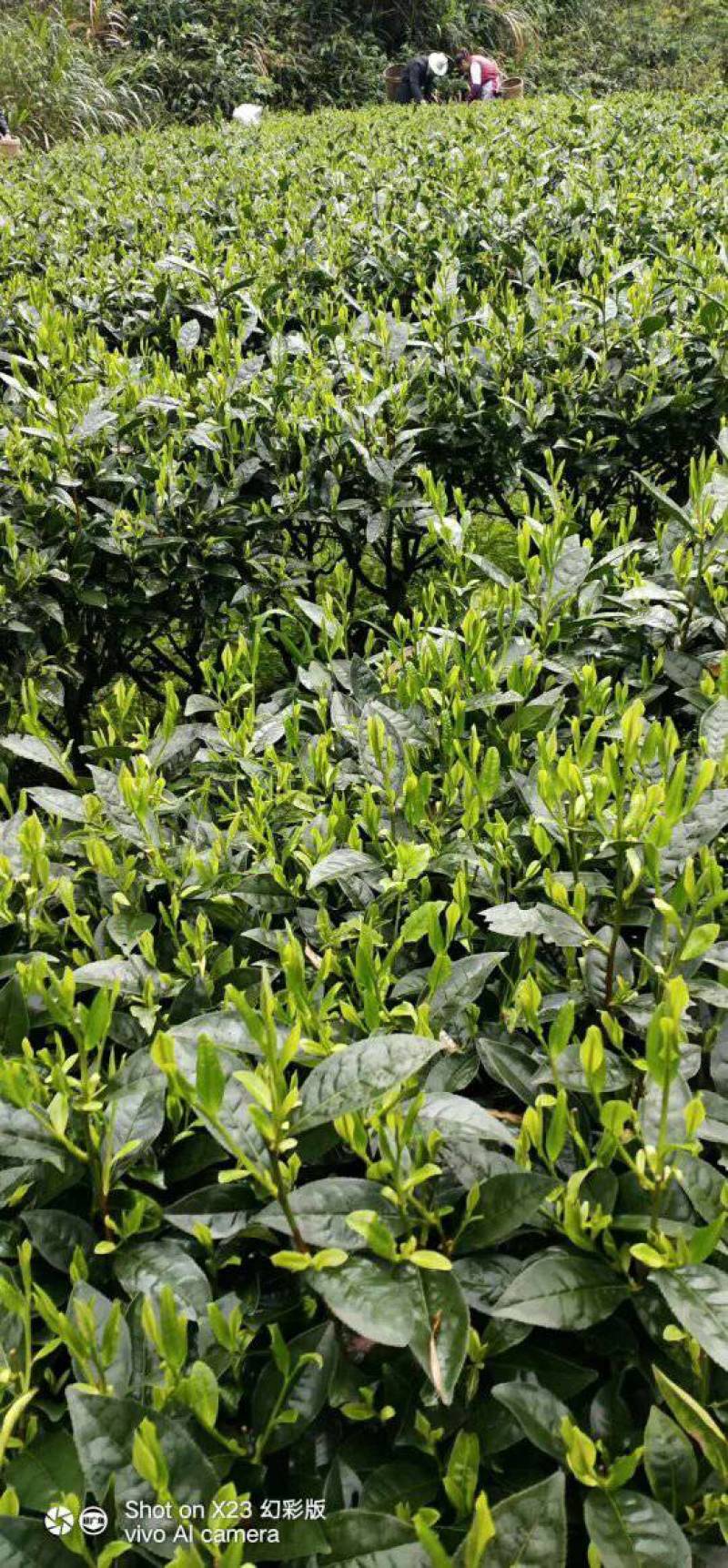 湖南宜章莽山高山云雾绿茶，红茶。野山茶。