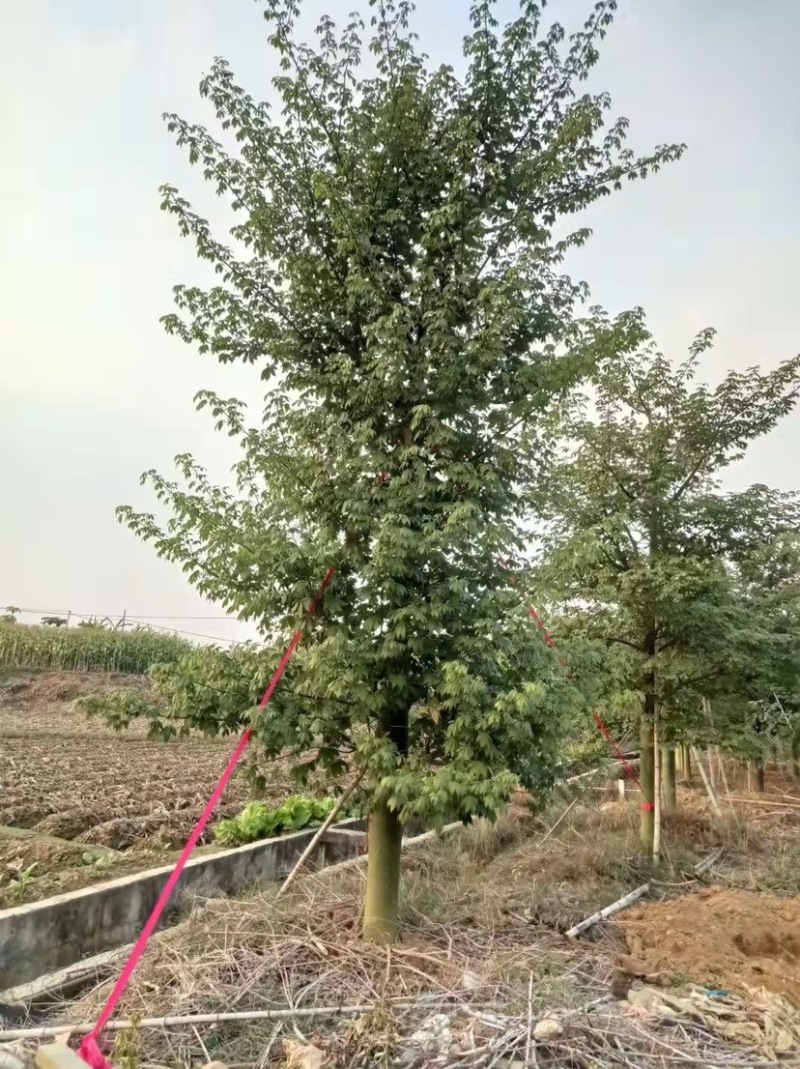 30公分大腹木棉树漳州木棉树种植基地苗农直销批发