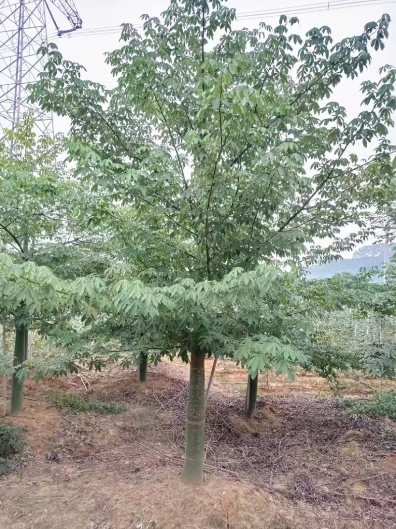 30公分大腹木棉树漳州木棉树种植基地苗农直销批发