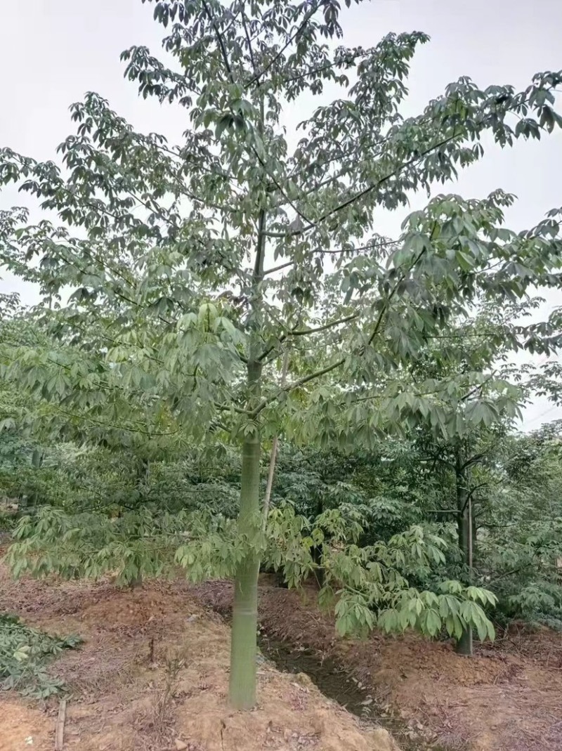 30公分大腹木棉树漳州木棉树种植基地苗农直销批发