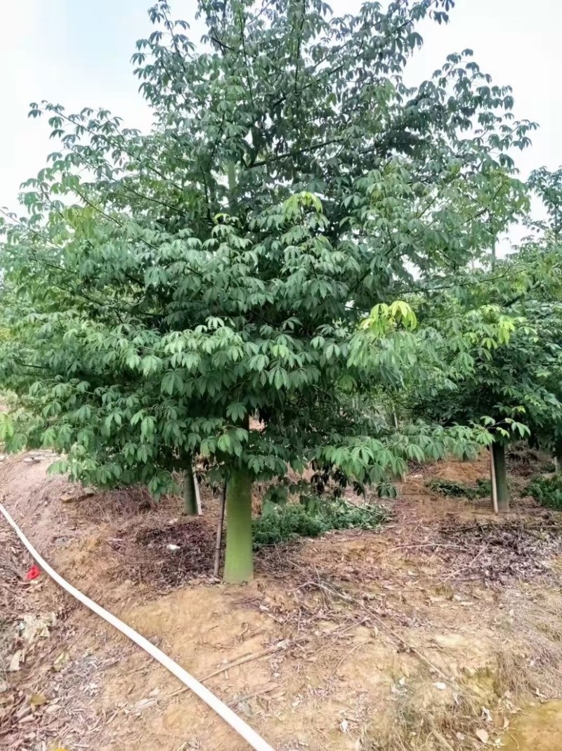 30公分大腹木棉树漳州木棉树种植基地苗农直销批发