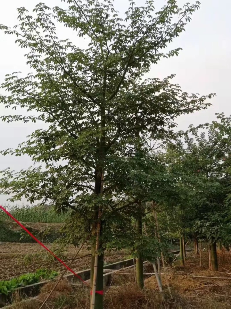 30公分大腹木棉树漳州木棉树种植基地苗农直销批发