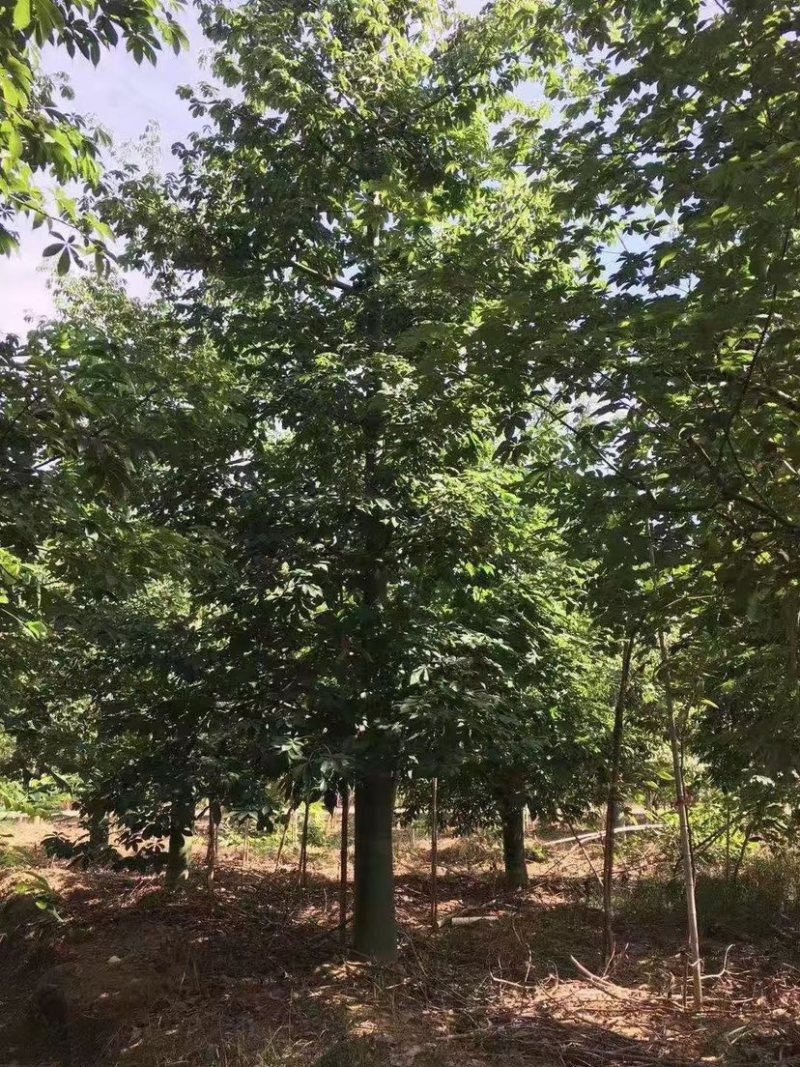 30公分大腹木棉树漳州木棉树种植基地苗农直销批发