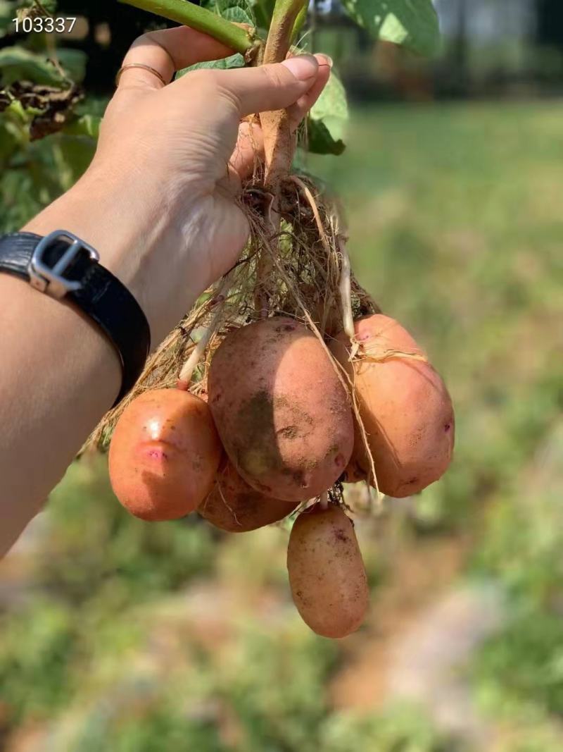 云南合作88号新土豆大量上市，现挖现发，薯片加工厂专用