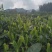 湖南宜章莽山高山云雾绿茶，红茶。野山茶。