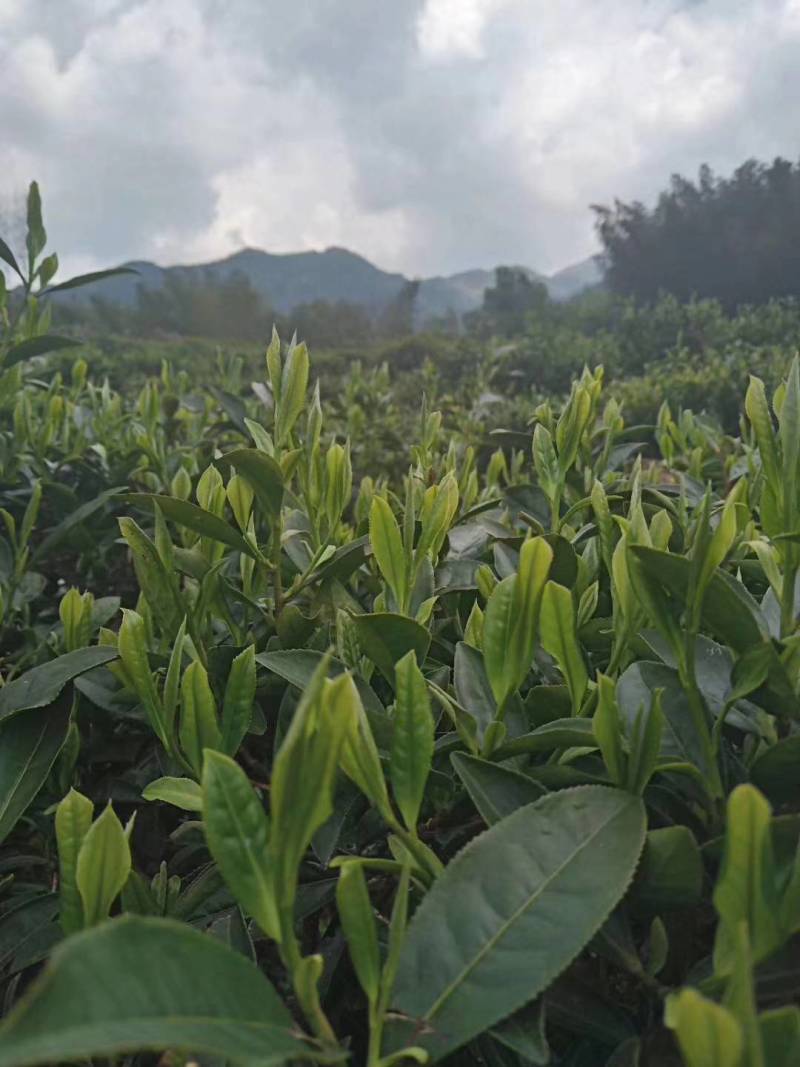 湖南宜章莽山高山云雾绿茶，红茶。野山茶。