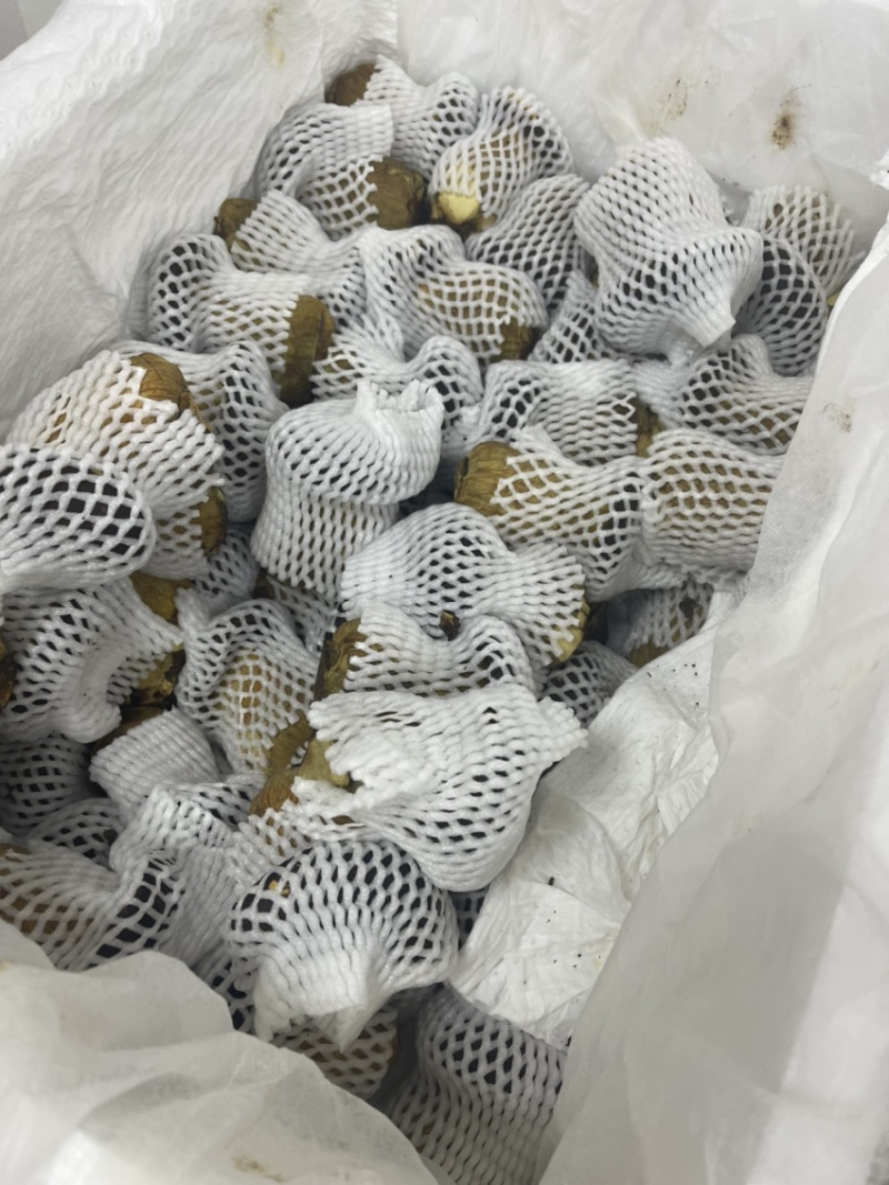 新鲜黑牛肝菌