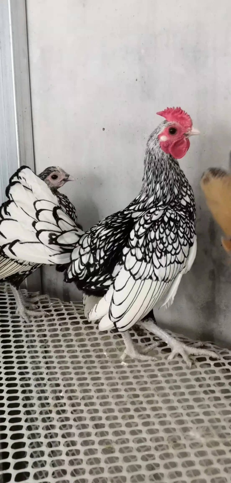 波兰鸡。波兰鸡种蛋。波兰鸡苗子，波兰鸡好养吗。属于观赏鸡