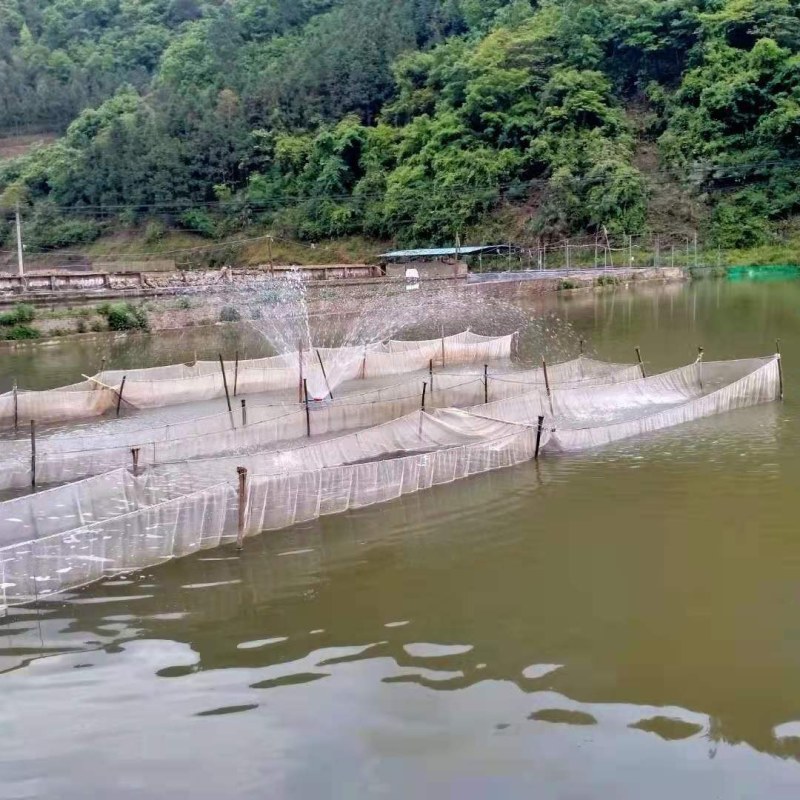 【优质精选】湘云鲫鱼苗彭泽鲫中科五号鲫鱼苗