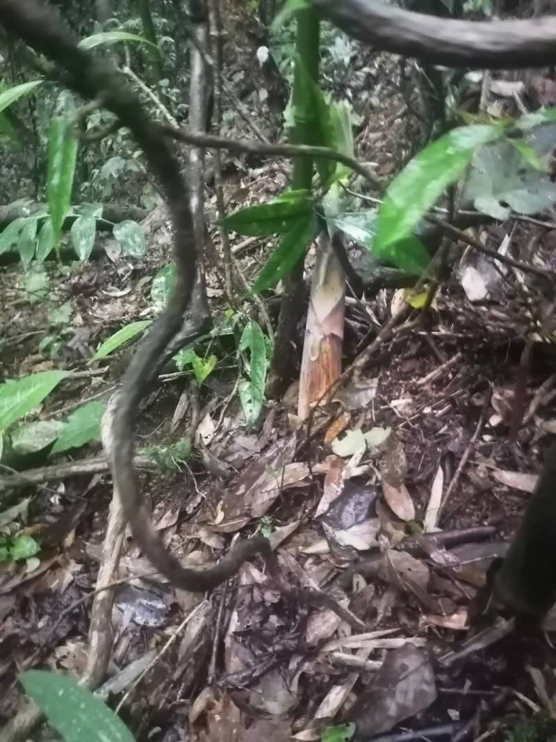 湖南郴州宜章莽山高山苦笋