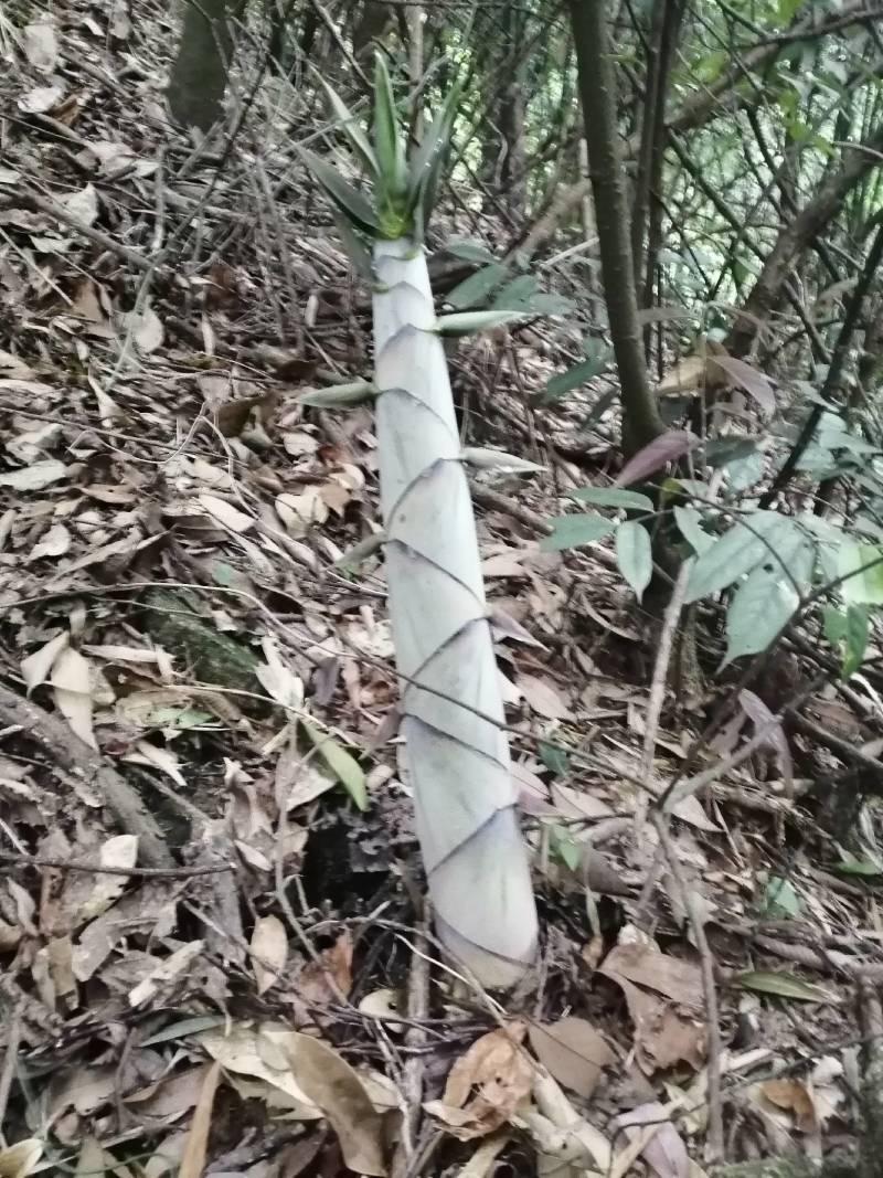 湖南郴州宜章莽山高山苦笋
