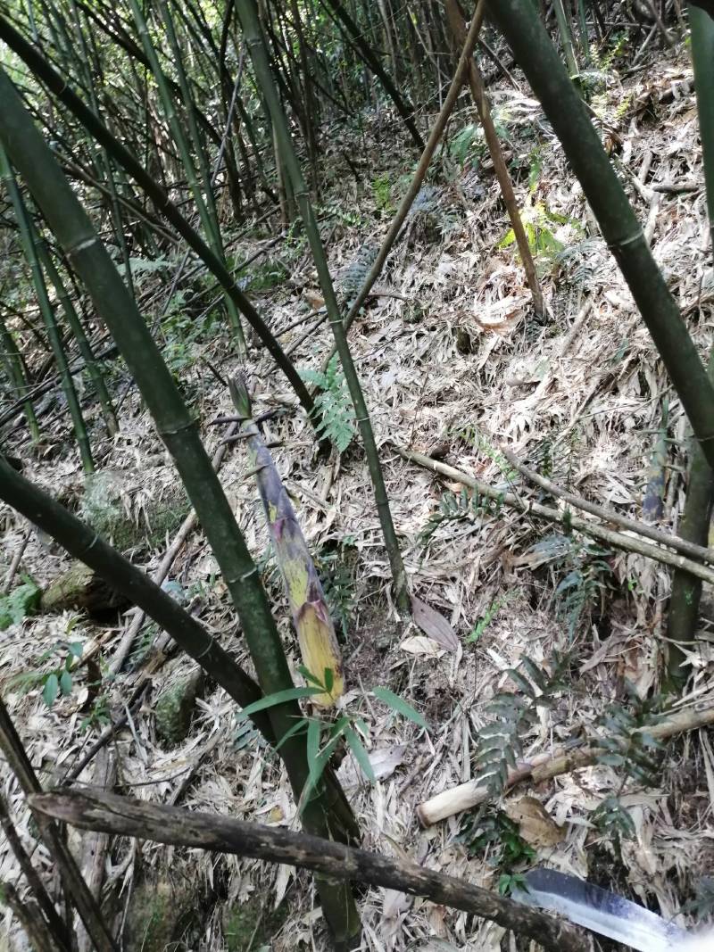 湖南郴州宜章莽山高山苦笋