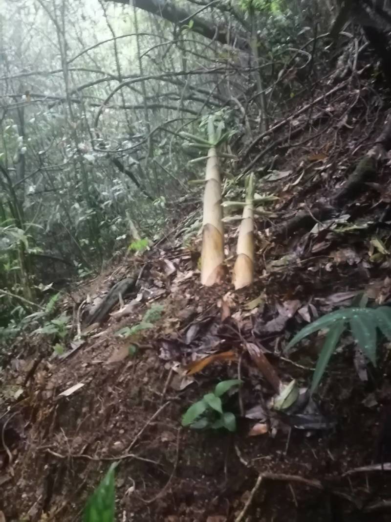 湖南郴州宜章莽山高山苦笋