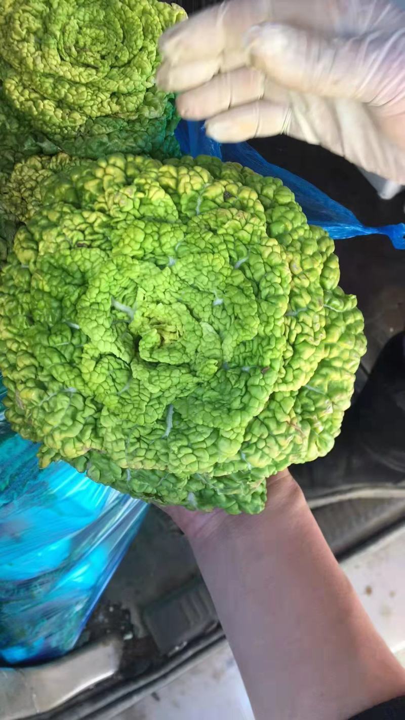 精品黄心菜！产地直供！自家种植！！电联视频！欢迎订购