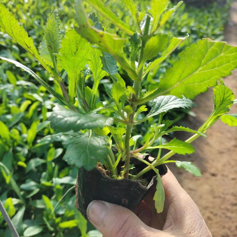 柳叶马鞭草