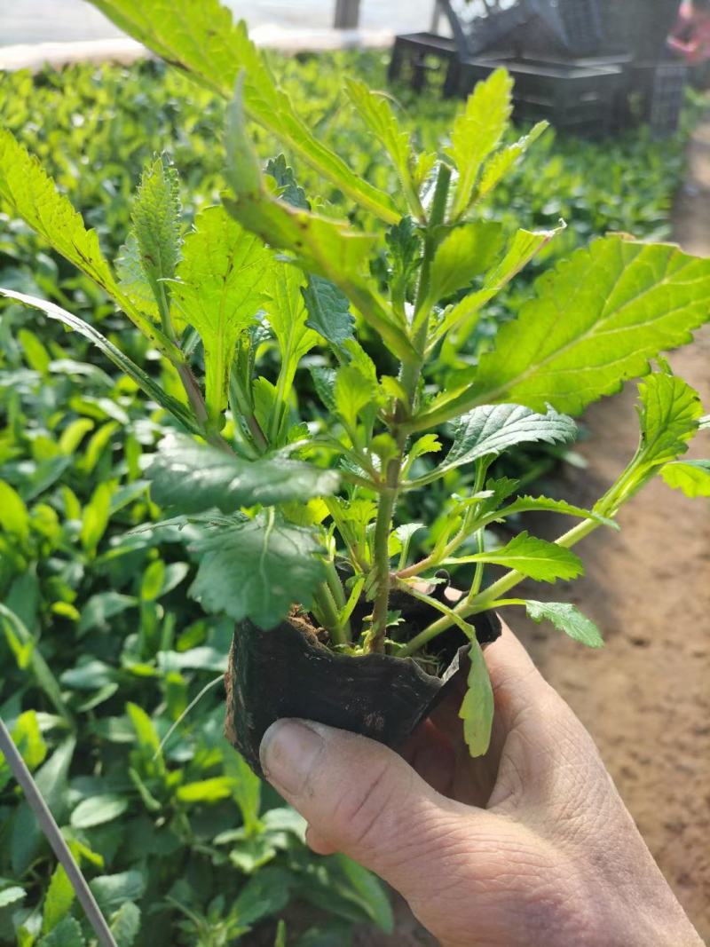 柳叶马鞭草