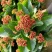 青州长寿花/种植基地发货/品相优/颜色齐全大量出货实惠