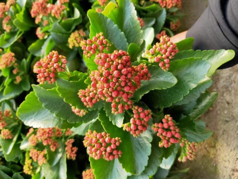 青州长寿花/种植基地发货/品相优/颜色齐全大量出货实惠