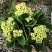 青州长寿花/种植基地发货/品相优/颜色齐全大量出货实惠