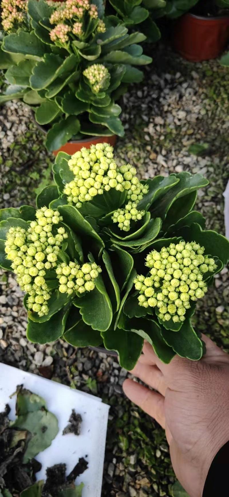 青州长寿花/种植基地发货/品相优/颜色齐全大量出货实惠