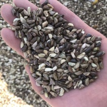 墨西哥玉米草种子发芽率高产量高养殖户牛羊