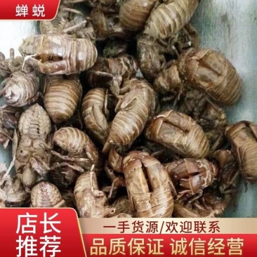 四川非水洗蝉蜕，欢迎各位新老客户咨询，量大从优！