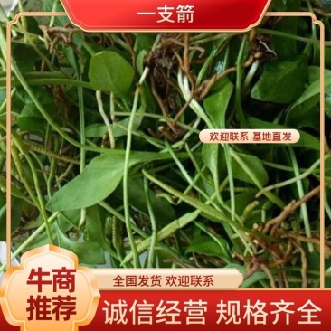 四川野生一支箭，干货，鲜货都，有，欢迎订购！