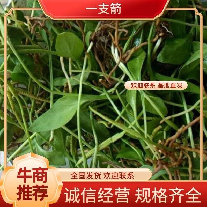 四川野生一支箭，干货，鲜货都，有，欢迎订购！