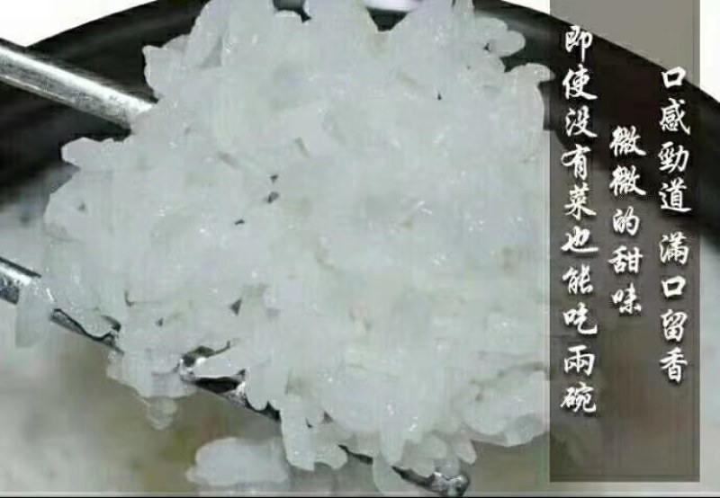 真正的黑龙江响水大米，稻花香