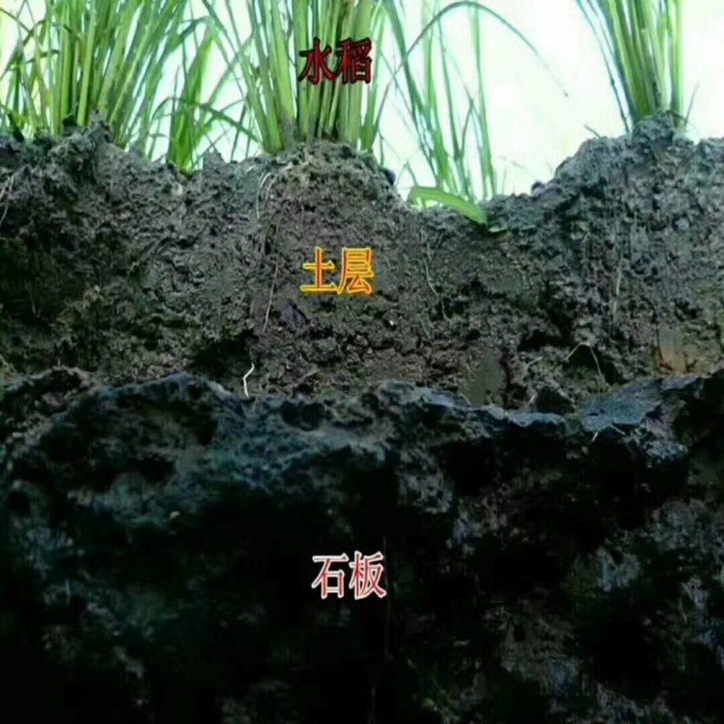 真正的黑龙江响水大米，稻花香