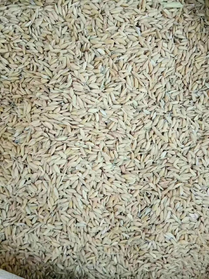 真正的黑龙江响水大米，稻花香
