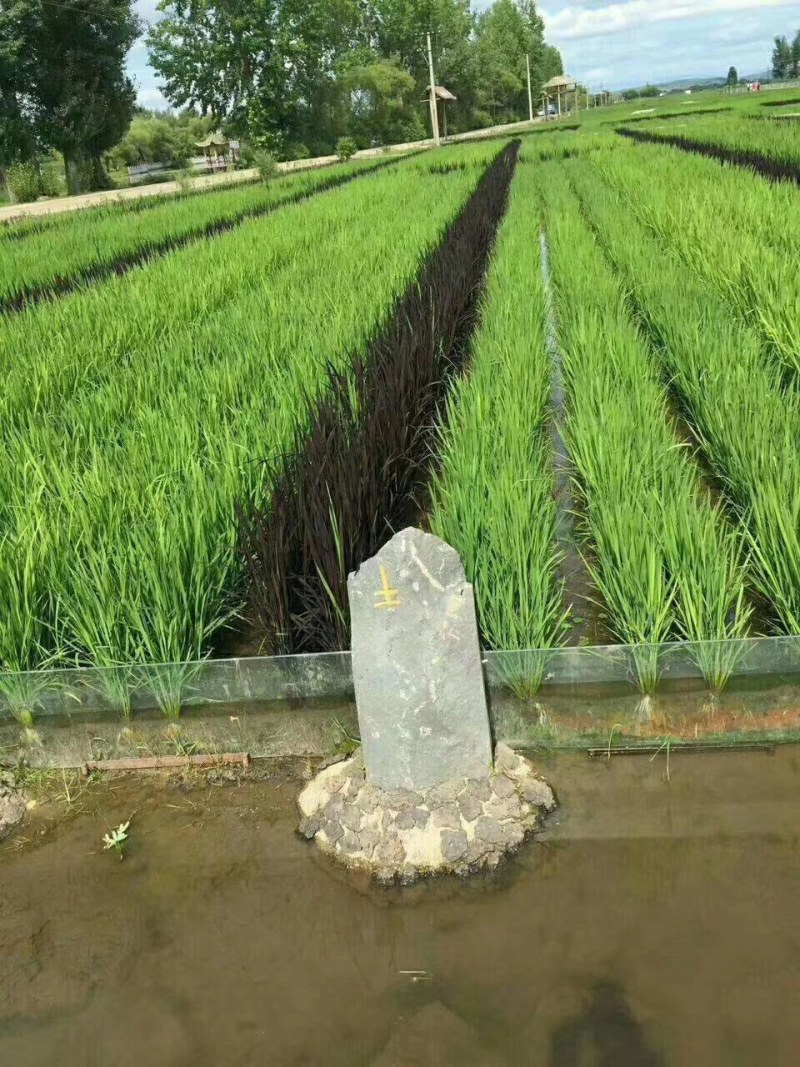 真正的黑龙江响水大米，稻花香